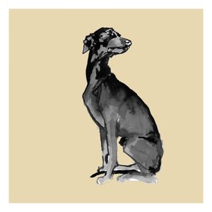 Elegant svart hund av cartissi
