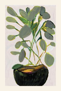 Frodig, grønn potteplante av cartissi