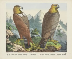 Aigle doré. / Kongeørn. / Goldadler. / Goudarend. / Aquila dorato. / Aigle royal. / Kongelig ørn. / Königsadler. / Steenarend. / Ossifrago (tittel på objekt) av firma Joseph Scholz