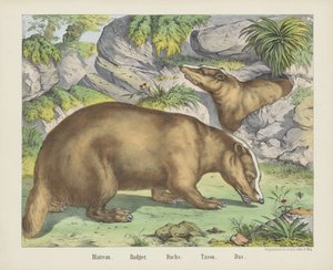 Blaireau. / Grevling. / Nederlandsk. / Tasso. / Das (tittel på objekt) av firma Joseph Scholz