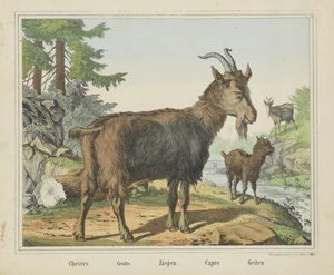 Chevres / Geiter / Geiter. / Capre / Geiter (tittel på objekt) av firma Joseph Scholz