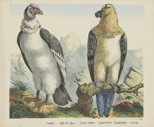 Condor. / Alpenes ørn. / Lam-gribb. / lammegribb. / Lammergier / Avolrajo (tittel på objekt) av firma Joseph Scholz