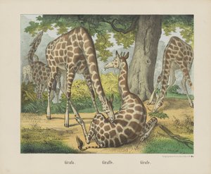Girafa. / Giraffe. / Girafe (tittel på objekt) av firma Joseph Scholz