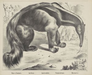 Vår à antmis. / Myrbjørn. / Maurbjørn. / Formicoleone. / Sea eater (tittel på objekt) av firma Joseph Scholz