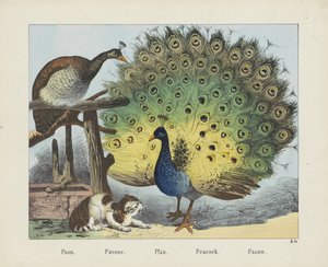Paon. / Pavone. / Pfau. / Påfugl. / Paauw (tittel på objekt) av firma Joseph Scholz