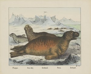 Phoque. / Sjø hund. / Seehund. / Foca. / Segl (tittel på objekt) av firma Joseph Scholz