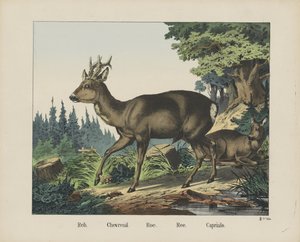 Reh. / Chevreuil. / Rogn. / Ree. / Capriulo (tittel på objekt) av firma Joseph Scholz