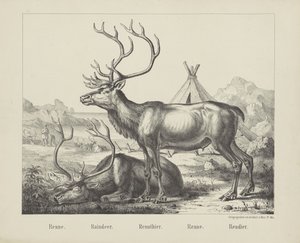 Renne. / Reinsdyr. / Reinsdyr. / Løpe. / reinsdyr (tittel på objekt) av firma Joseph Scholz