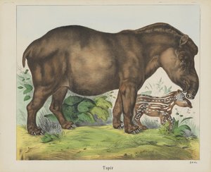 Tapir (tittel på objekt) av firma Joseph Scholz