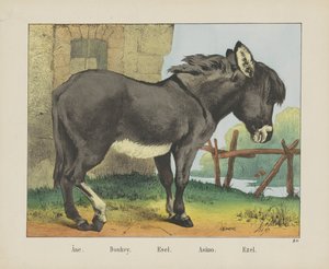 Âne. / Esel. / Esel. / Asino. / Ezel (tittel på objekt) av firma Joseph Scholz