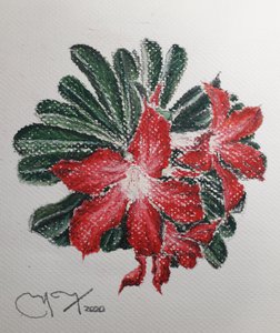 Ørkenblomst av miguelmendez_art.ve