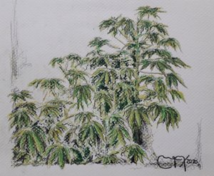 YUCA PLANT av miguelmendez_art.ve