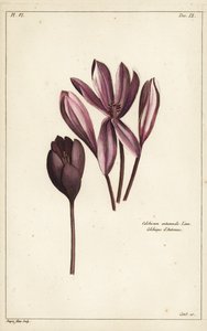 Høstkrokus, engsafran eller nakne damer, Colchicum autumnale, Linn