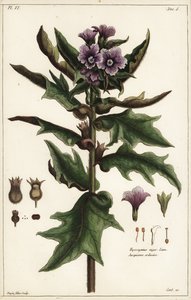 Svart hønebane, jusquiame noire, Hyoscyamus niger Linn