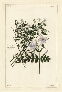 Vanlig sjasmin, Jasminum officinale, Linn