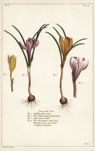 Ulike arter av vårkrokus, Crocus vernus, Linn