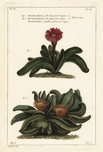 Elghornplante, Rhombophyllum dolabriforme (hatchet-leaved fiken ringblomst, Mesembryanthemum dolabriforme) av the Younger Dupin