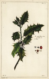 Europeisk kristtorn, Ilex aquifolium, Linn
