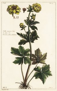 Globeflower, Trollius europaeus, Linn av the Younger Dupin
