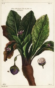 Mandrake, Mandragora av the Younger Dupin