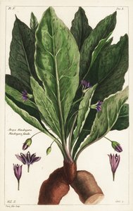 Mandrake, hunn, Mandragora officinarum, Atropa mandragora, hunnmandrake