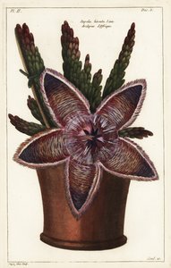 Sjøstjerneblomst eller åtselplante, Stapelia hirsuta Linn