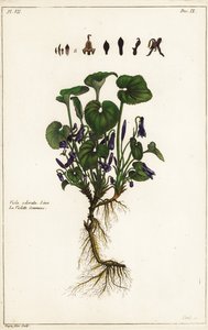 Søt fiolett, Viola odorata