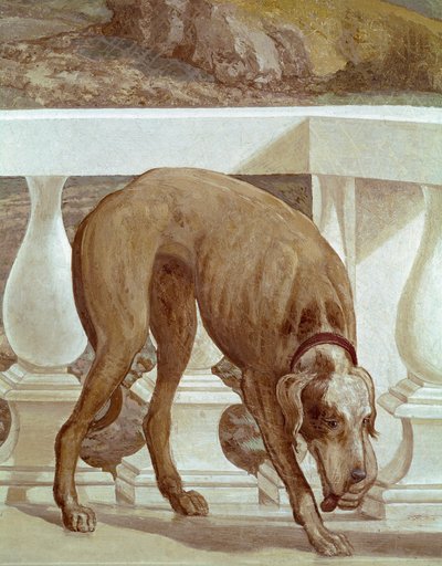 Hund på en balkong. Friske detaljer. Maleri av Paolo Caliari kalt Paolo Veronese (1528-1588), ca. 1561. Fresco Maser (Treviso), Villa Barbaro, Room of Bacchus av Veronese