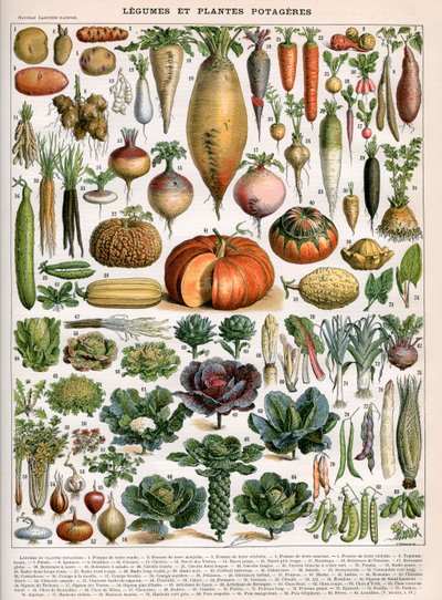 Illustrasjon av vegetabilske varianter, c.1905-10 (farge lito) av (after) Alillot
