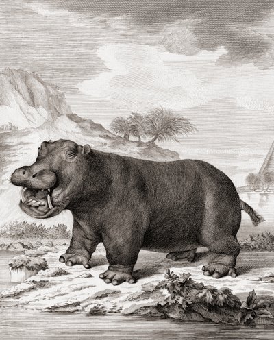 En flodhest (Hippopotamus amphibius) av (after) Dutch School