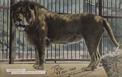 African Lion, London Zoological Gardens (fargebilde) av (after) English photographer