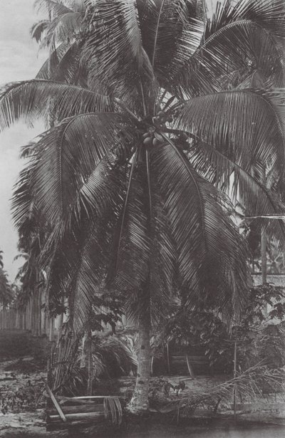 Singapore: Kokosnøttre (s/h-bilde) av (after) English photographer
