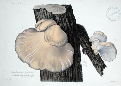 Dendrosarcos juglandis, tallerken 20 fra 