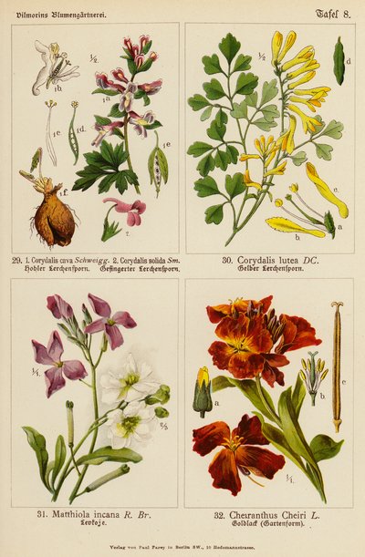 Corydalis Cava, Corydalis Solida, Corydalis Lutea, Matthiola Incana, Cheiranthus Cheiri (fargebilder) av (after) German School