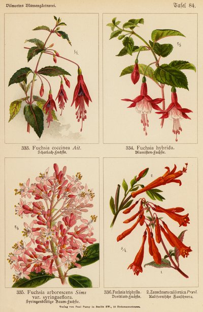 Fuchsia Coccinea, Fuchsia Hybrida, Fuchsia Arborescens, Fuchsia Triphylla, Zauschnera Californica (farge litho) av (after) German School