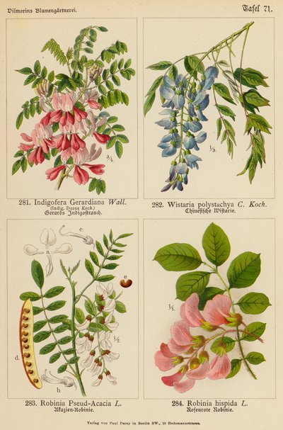 Indigofera Gerardiana, Wistaria Polystachya, Robinia Pseud-Acacia, Robinia Hispida (farge litho) av (after) German School