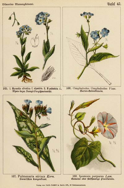 Myosotis Sylvatica, Myosotis Palustris, Omphalodes Omphalodes, Pulmonaria Styriaca, Ipomoea Purpurea (farge litho) av (after) German School