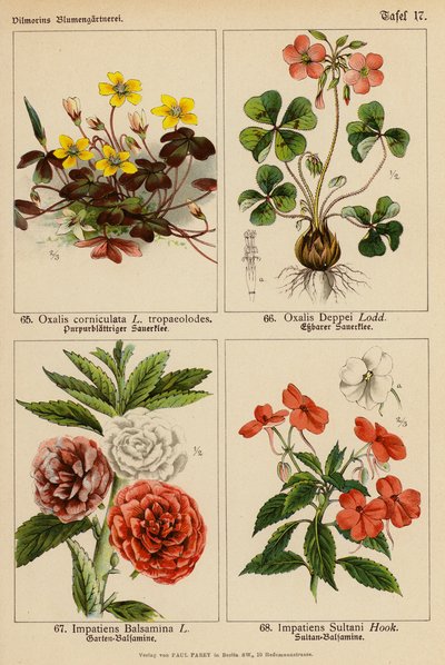 Oxalis Corniculata, Oxalis Deppei, Impatiens Balsamina, Impatiens Sultani (farge litho) av (after) German School