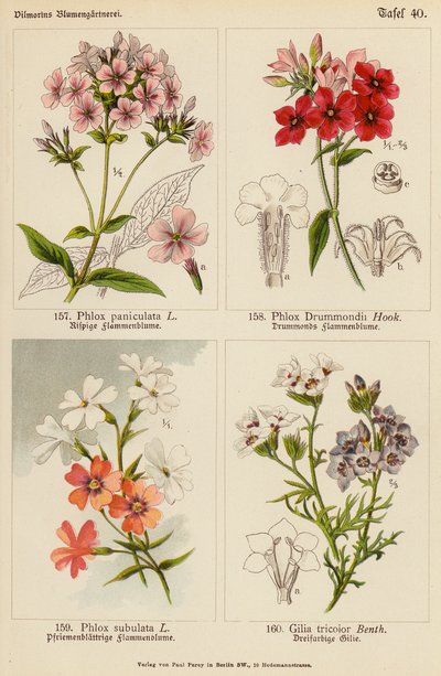 Phlox Paniculata, Phlox Drummondii, Phlox Subulata, Gilia Tricolor (farge litho) av (after) German School