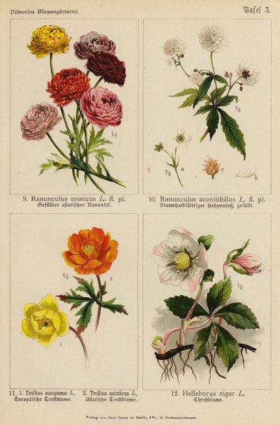 Asiatisk Ranunkel, Aconitifolius Ranunkel, Europeisk Trollius, Asiatisk Trollius, Svart Helleborus (farge litho) av (after) German School