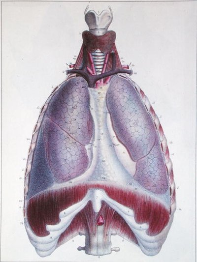 Anatomy of the lungs, fra 