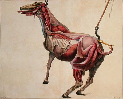 Fløyet hest, fra 