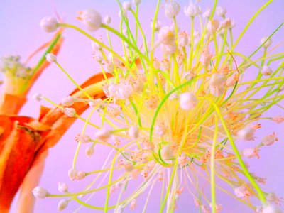løkblomst kjøkkenblomst av Martina Konitzky