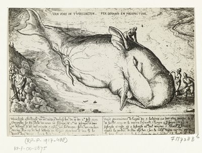 Utskrift av den oppvaskede hvalen nær Antwerpen, 2. juli 1577 av A.B. van Deinse