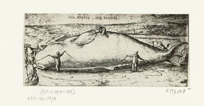 Utskrift av den oppvaskede hvalen nær Antwerpen, 2. juli 1577 av A.B. van Deinse
