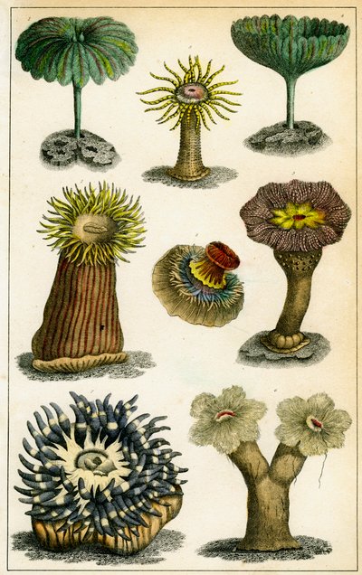 Sjøanemoner, c1800-tallet. av A Fullarton and Co