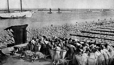 Mengder torsk som tørker i solen ved Aveiro ved munningen av Vouga, Portugal, ca 1930-tallet av A. W. Cutler