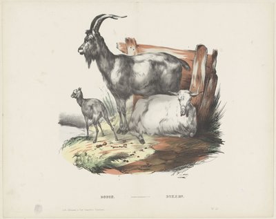 Boucs / Bokken (tittel på objekt) av A. van Loco