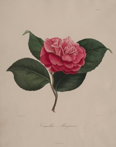 Ikonografi av slekten camellia: nr. 171, 1839-1843. av Abbé Laurent Berlèse