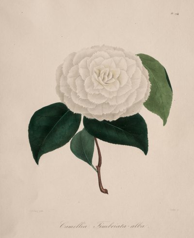 Ikonografi av slekten camellia: nr. 194 av Abbé Laurent Berlèse